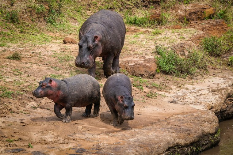 120 Masai Mara, nijlpaarden.jpg